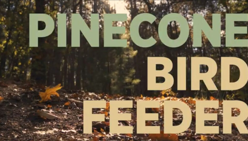pinecone-bird-feeder-feat