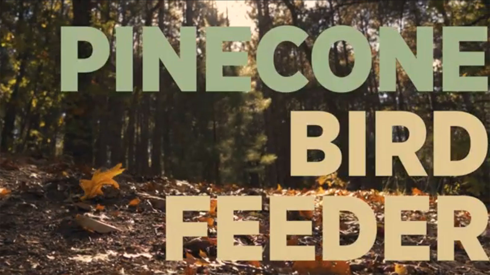 pinecone-bird-feeder-feat pinecone-bird-feeder-feat